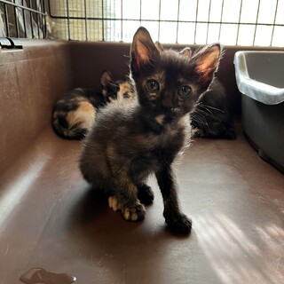 サビ猫のたぬぽん