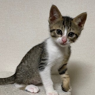 募集停止とにかく人懐っこいキジ白男子⭐️ルル