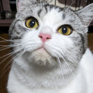 まんまるお顔と、お手々が可愛い男の子です