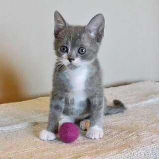 グレー白子猫　タコスちゃん　里親募集中！