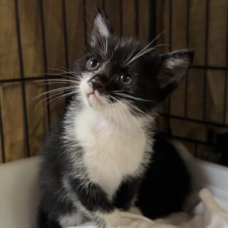 少し長毛の生後4週くらい白黒ちゃん♡子猫♡兄妹2匹