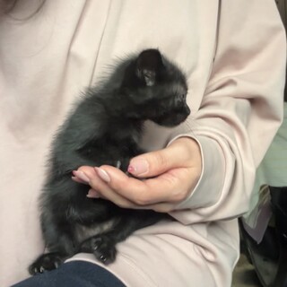 生後1ヶ月♡黒猫くん♡毛長の白黒と2匹兄妹の子猫