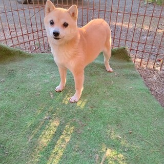 柴犬ミックス　小さい女の子　6歳