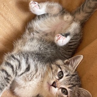 麦わらちゃんときじ白君兄妹健康な１カ月半仔猫