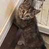 麦わらちゃんときじ白君兄妹健康な１カ月半仔猫 サムネイル3