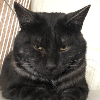 モフモフでマイペースなみこし君