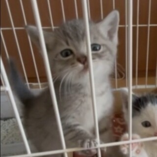 離乳食から育てた甘えん坊くん