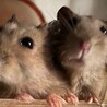 ジャンガリアンハムスター♂♀ サムネイル3