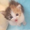 ゴージャスで可愛い、長毛の三毛猫ひまわりちゃん！ サムネイル4