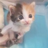 ゴージャスで可愛い、長毛の三毛猫ひまわりちゃん！ サムネイル5