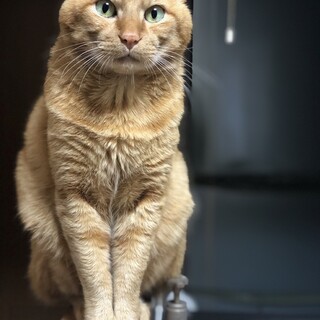 【大至急】老猫の家族を募集しています！