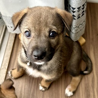 ありがとうございました！ゾロ