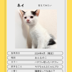 6/16(日)保護猫譲渡会@名古屋 サムネイル2