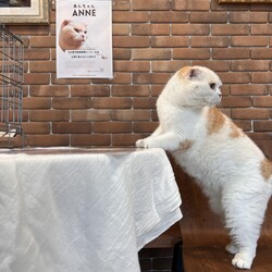 7/28(日)保護猫譲渡会@名古屋