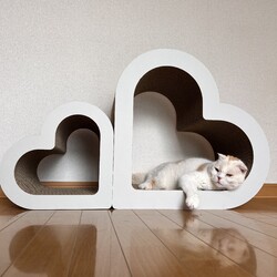 7/14(日)保護猫譲渡会@名古屋