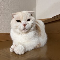 9/8(日)保護猫譲渡会@名古屋