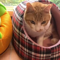 今日のこまめ君