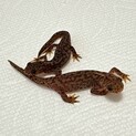 ※募集一旦停止※アルプスイモリ2匹里親様募集