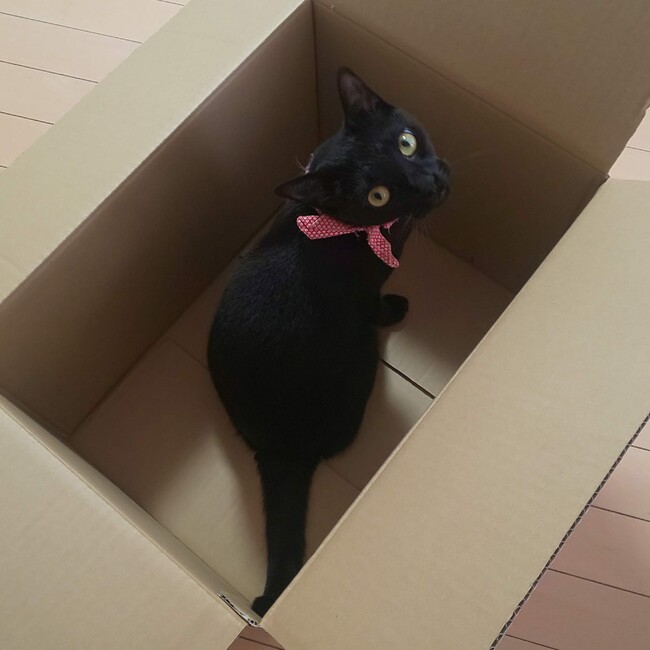 紫レッサーパンダのカバー写真