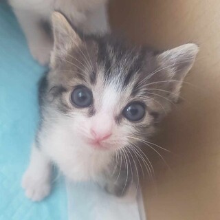 長毛三毛チビの兄、黒キジ白のかすみ君！