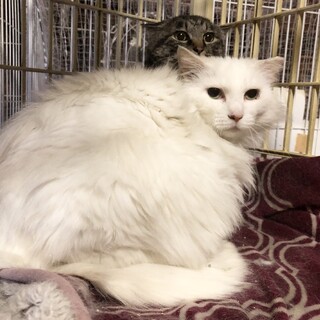 【緊急】ホワイトにゃん　仲良し地域猫２匹一緒で