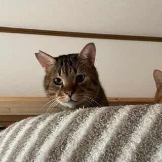 幸運の鍵しっぽの持ち主　しまさん　推定１０歳以上