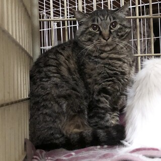 シャー　パンチ　好きさんへ