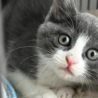 お鼻がピンク♥ミステリアスグレーの子猫