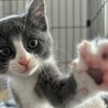 お鼻がピンク♥ミステリアスグレーの子猫 サムネイル2