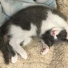 お鼻がピンク♥ミステリアスグレーの子猫 サムネイル3