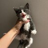 お鼻がピンク♥ミステリアスグレーの子猫 サムネイル4