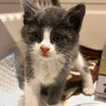お鼻がピンク♥ミステリアスグレーの子猫 サムネイル5