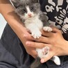 お鼻がピンク♥ミステリアスグレーの子猫 サムネイル6