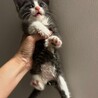 お鼻がピンク♥ミステリアスグレーの子猫 サムネイル7