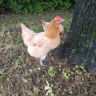 名古屋コーチン1歳3羽　元気な卵を産みます