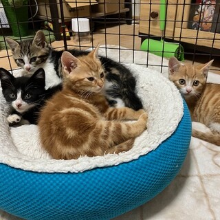 ２ヶ月の男の子４匹