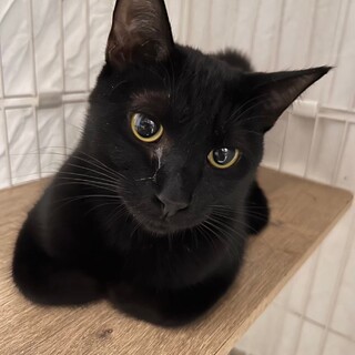 食欲もりもり！キリッとイケメンボーイ【ういろう】