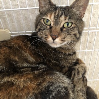 （里親様決定）穏やかで人馴れしているまーちゃん