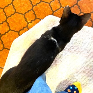 輪っかのワカくん！