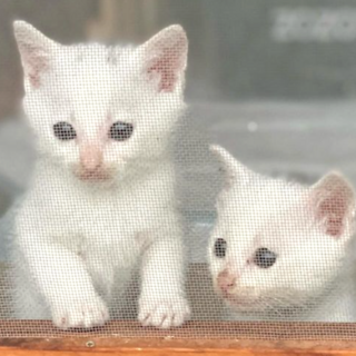 いち、に、さん、よんごー君