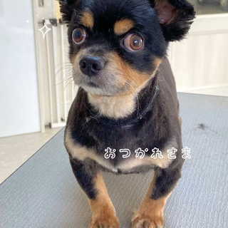 とっても人懐こいチワワくん