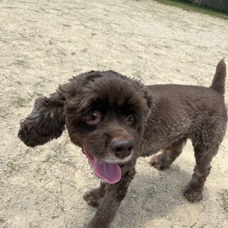 急募＊動物大好きな方お願いします