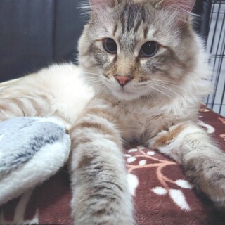 トライアル待ち！