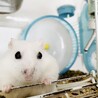 ジャンガリアンハムスター♂♀ サムネイル4