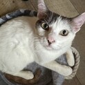 3本足の母猫　人慣れ抜群甘ったれ