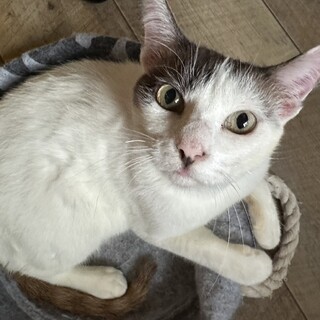 3本足の母猫　人慣れ抜群甘ったれ