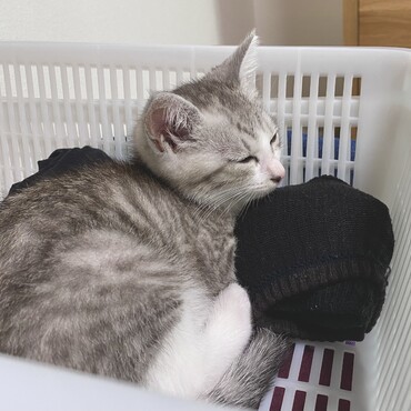 の写真