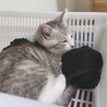 の写真