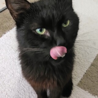 ダブルキャリアでも人慣れした賢い保護猫です