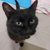 ダブルキャリアでも人慣れした賢い保護猫です サムネイル2